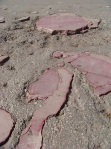 298_583030240611_9248_n